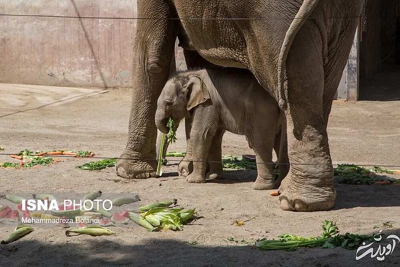 (تصاویر) رونمایی از «مایسا» در باغ وحش ارم